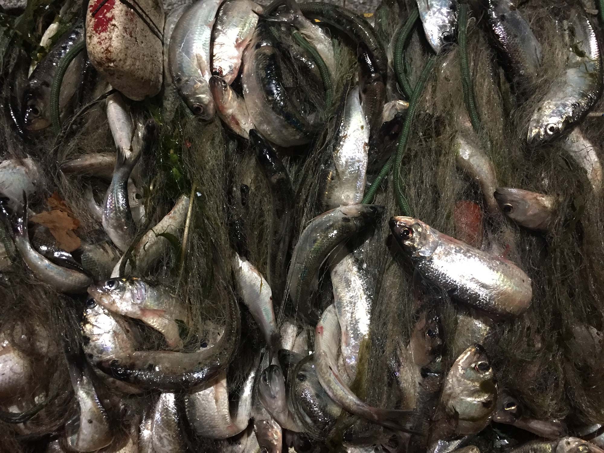 Pesce di lago appena pescato nelle reti